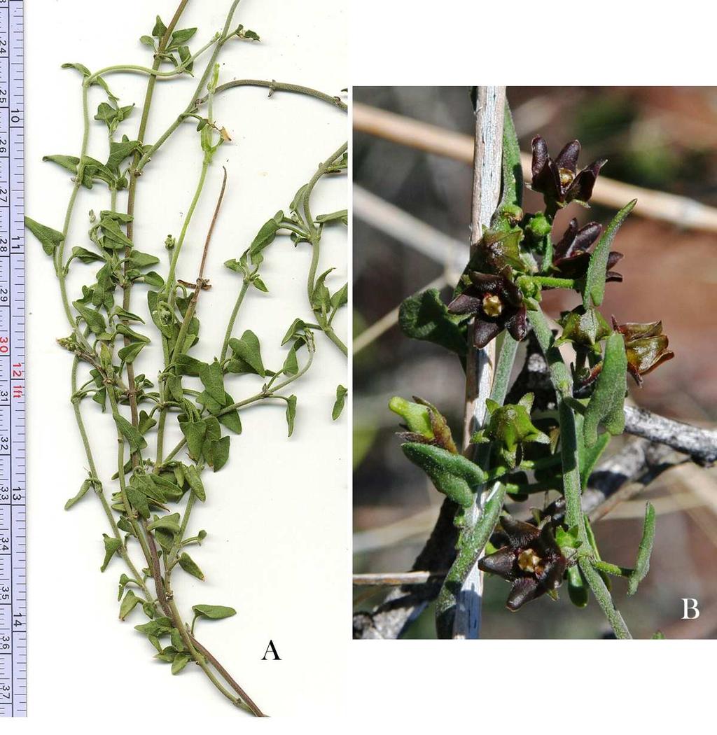 Felger, Rutman, & Malusa: Flora of SW Arizona, Acanthaceae Apocynaceae 67 Matelea parvifolia (Torrey) Woodson Spearleaf milkweed vine. Figure 49.