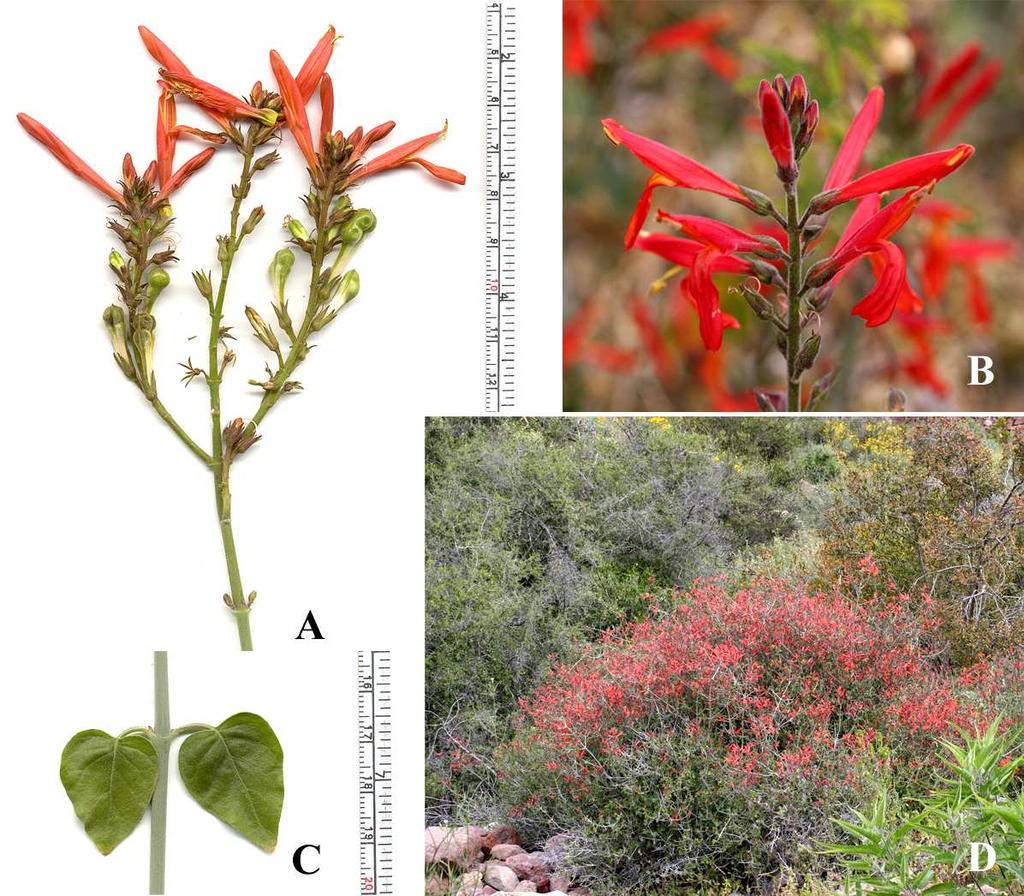 Felger, Rutman, & Malusa: Flora of SW Arizona, Acanthaceae Apocynaceae 8 Widespread and common across the flora area, especially at lower elevations along dry watercourses and sometimes on bedrock