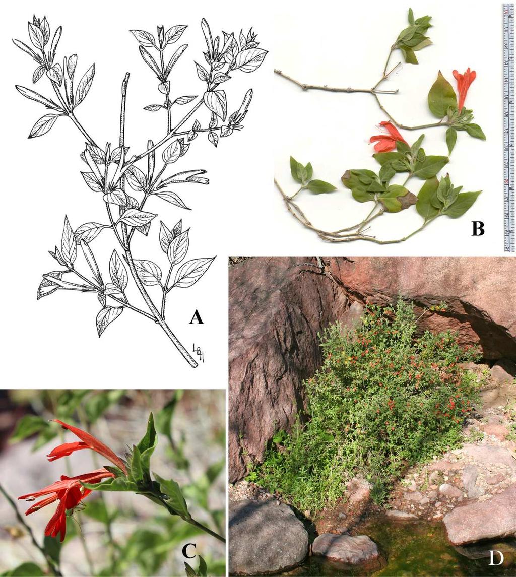 Felger, Rutman, & Malusa: Flora of SW Arizona, Acanthaceae Apocynaceae 9 Justicia candicans (Nees) L.D. Benson [Jacobinia ovata A. Gray] Chuparrosa. Figure 6. Shrubs often 1 1.