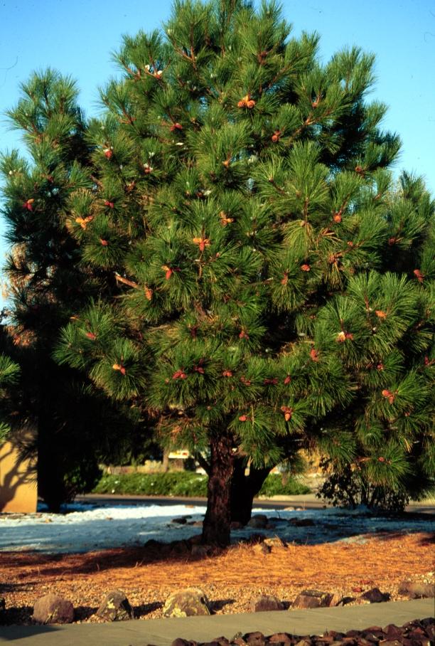 (Pinus ;