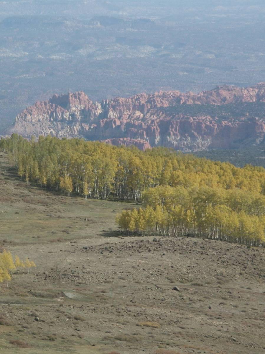 How high elevation affects trees Most native forest in Utah is at
