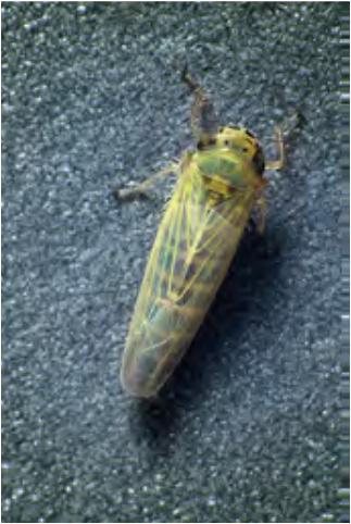 The leafhopper species (Amplicephalus inimicus) is also an important AY vector in cereals. At least seven other species have been found to be occasional vectors in Saskatchewan.