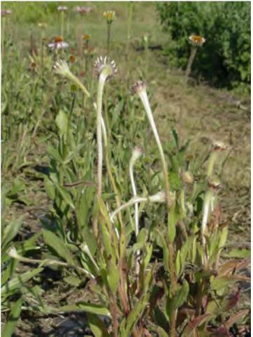 Cereal crops are commonly infected with aster yellows but rarely show symptoms.