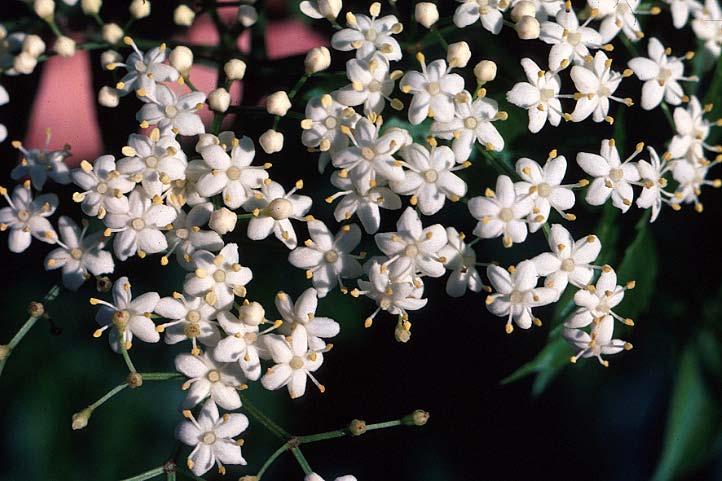 Adoxaceae (Elderberry family) Sambucus canadensis; Textbook DVD WSJ