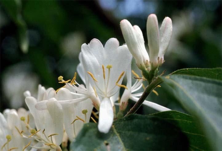 Caprifoliaceae (Honeysuckle family) Photo: Yaowu Yuan