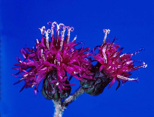 Asteraceae (= Compositae, Aster family) Vernonia
