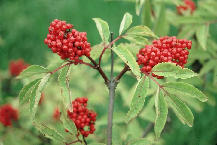 Adoxaceae (Elderberry family) Textbook