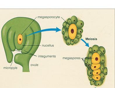 Chapter 23b-Angiosperms Double Fertilization The ovule is the site of meiosis and ultimately the formation of the seed.