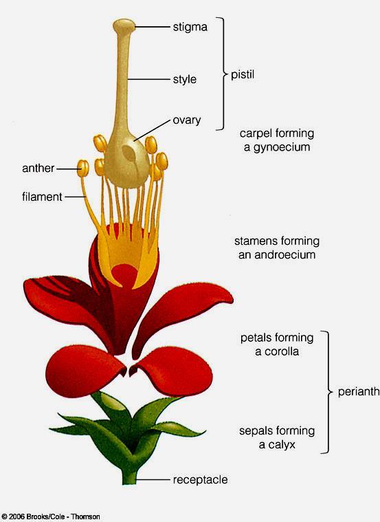If a flower has both androecium and gynoecium (male and female) it is called a perfect flower.