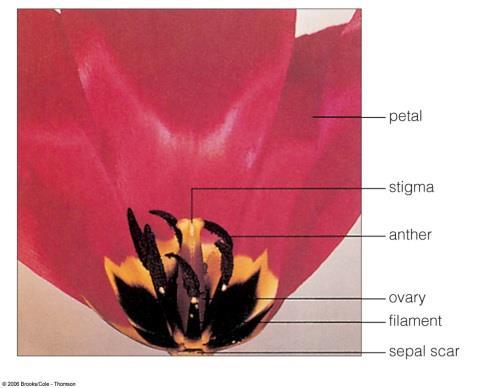 Ovary position also varies.