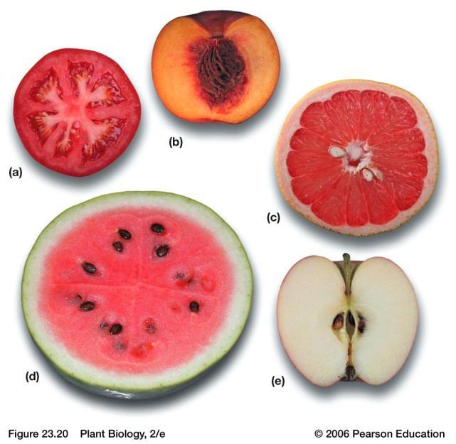 Angiosperms-Fruits Fruits are derived from the ovary of the flower.