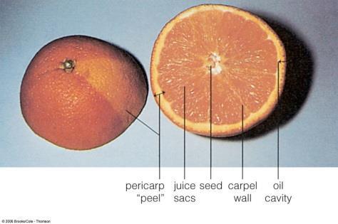 Other fleshy, simple fruits include: Pepo The