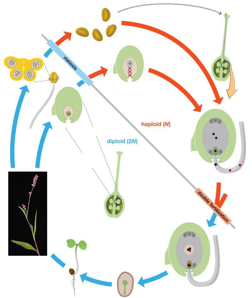 Study outline for Chapter 23b-Angiosperms Label the angiosperm life cycle with the terms below: sporophyte gametophyte anther filament pollen sac pollen integuments micropyle ovule polar nuclei