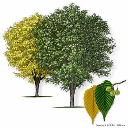 American Elm Ulmus americana Secondary Names: White Elm Leaf Type: Deciduous Texas Native: Firewise: Tree Description: A large tree to 90 feet tall and a trunk diameter to 3 feet, with a buttressed