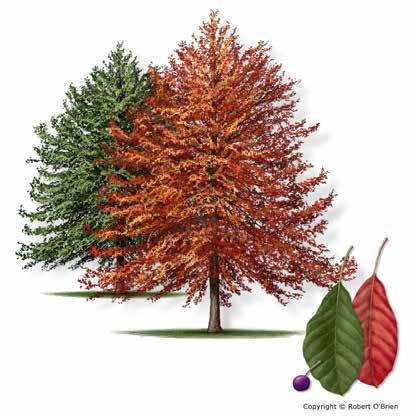 Blackgum Nyssa sylvatica Secondary Names: Black Tupelo, Sourgum, Sour Gum Leaf Type: Deciduous Texas Native: Firewise: Tree Description: A large forest tree reaching a height of over 100 feet and a