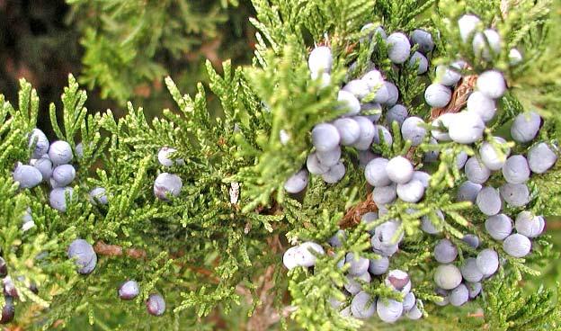 Another drought tolerant favorite is Juniperus virginana, Eastern Red Cedar.