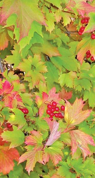 Hardiness, wildlife value, and ornamental value combine in North American native Viburnum trilobum, American Cranberry Bush.