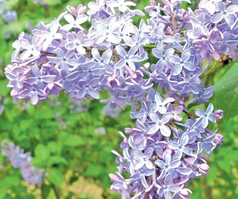 Syringa vulgaris in bloom. As an all time favorite for fragrance, Syringa vulgaris, Common Purple Lilac rates right at the top of the list with roses.