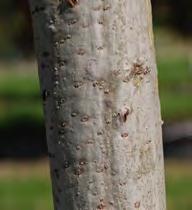GREEN PILLAR OAK Quercus palustris Pringreen PP 9093