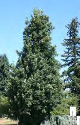 originated as a hybrid of Quercus robur and Quercus alba.