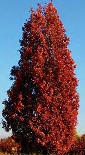 reddish fall colour.