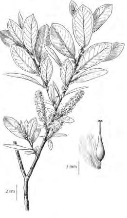 LAUREL LEAF WILLOW Salix pentandra A