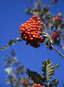 leaves, white clusters of flowers in spring and bright orange berries in summer
