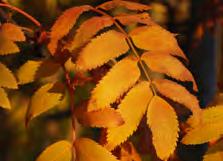 feathery green compound leaves turning brilliant orange-red in the