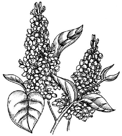 IVORY SILK LILAC Syringa reticulata