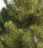 AUSTRIAN PINE Pinus nigra Fast growing pine with stout pyramid shape.
