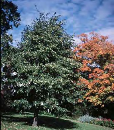 REDMOND LINDEN Tilia americana Redmond DECIDUOUS This pyramidal tree has