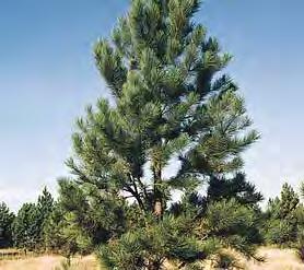 PONDEROSA PINE Pinus ponderosa CONIFEROUS Large fast growing pyramidal evergreen is an excellent choice