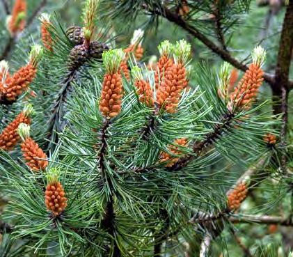 SCOTS PINE Pinus sylvestris Pyramidal crown becoming rounded and open with age.
