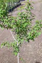 Recommended street tree for under utility lines,
