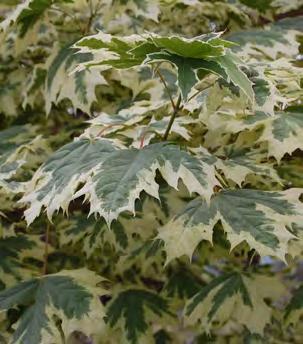 stunning variegated foliage from spring to fall.