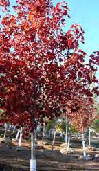 Great slow growing shade tree that adds colour to any landscape as a specimen, street or park tree.