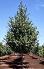 A standout in any landscape and a beautiful shade tree for all seasons.