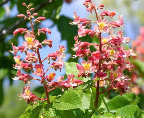PINK HORSE CHESTNUT Aesculus carnea Fort McNair DECIDUOUS Aesculus Outstanding, deciduous shade tree with deeply lobed dark green leaves and lovely dark pink panicles of spring blooms.