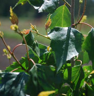 DAKOTA PINNACLE BIRCH Betula platyphylla Fargo PP 10963 This very cold hardy