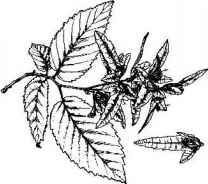 PYRAMIDAL HORNBEAM Carpinus betulus Fastigiata A