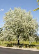 RUSSIAN OLIVE Elaeagnus angustifolia DECIDUOUS