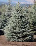 COLORADO SPRUCE Picea pungens CONIFEROUS This beautiful Spruce offers excellent