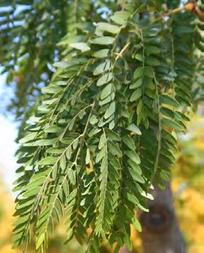 SHADEMASTER HONEYLOCUST Gleditsia triacanthos Shademaster Features upright ascending then to spreading branches which produce an