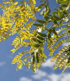 The new yellow growth creates a charming, subtle contrast with the darker lime-green