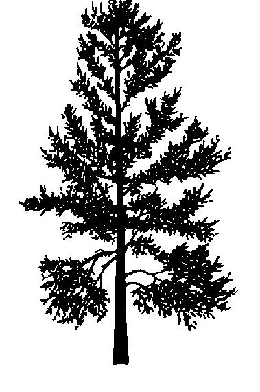 SWISS STONE PINE Pinus cembra Narrow pyramidal for many years in
