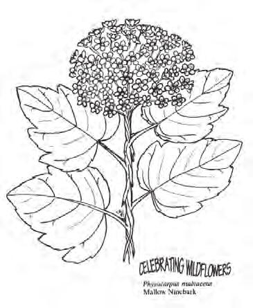 DIABLO NINEBARK Physocarpus opulifolius