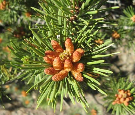 LODGEPOLE PINE Pinus contorta latifolia CONIFEROUS Tall slender
