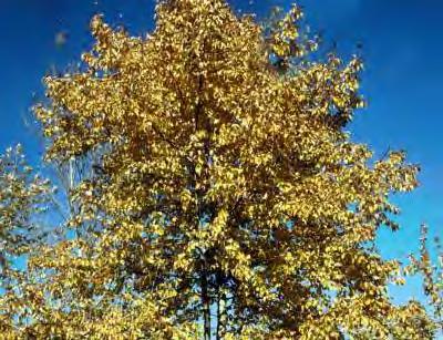 BALSAM POPLAR Populus balsamifera An upright, oval fast growing tree with a glossy deep green