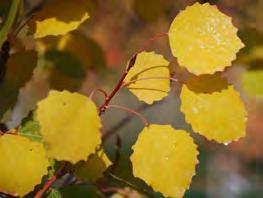 toothed leaves, turning yellow in the fall.