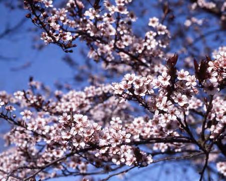 NEWPORT FLOWERING PLUM Prunus cerasifera Newport Upright